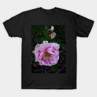 Coloma Garden Pink rose T-Shirt